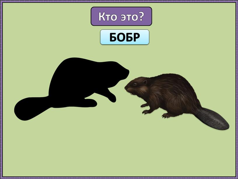 Кто это? БОБР