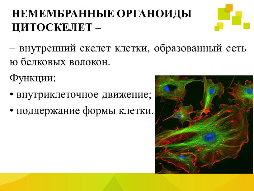 НЕМЕМБРАННЫЕ ОРГАНОИДЫ ЦИТОСКЕЛЕТ – – внутренний скелет клетки, образованный сетью белковых волокон