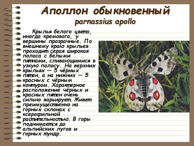 Аполлон обыкновенный parnassius apollo
