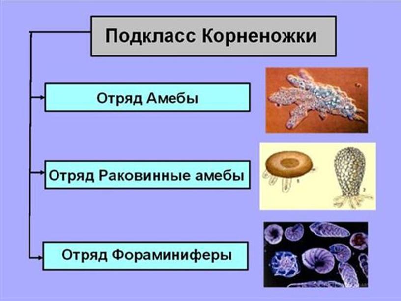 Презентация по биологии 7 класс "Общая характеристика простейших"