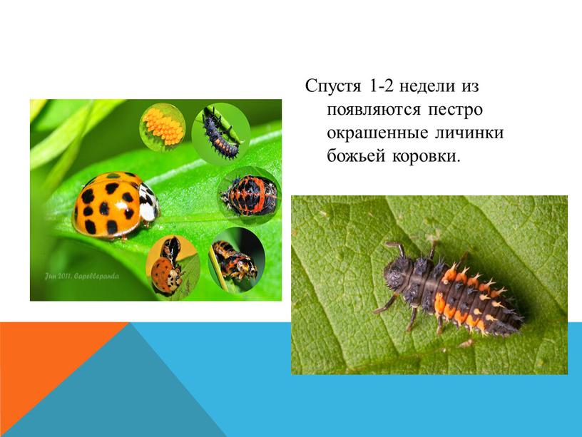 Спустя 1-2 недели из появляются пестро окрашенные личинки божьей коровки