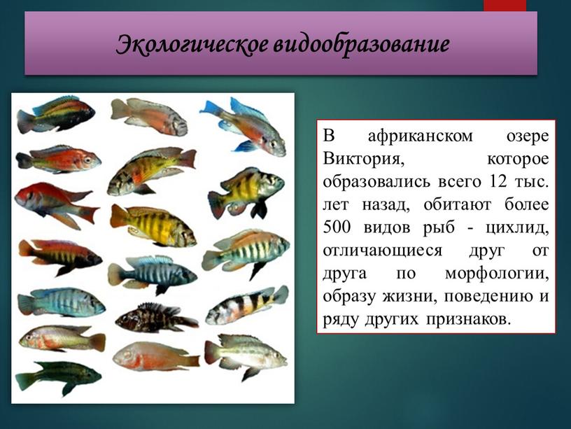 В африканском озере Виктория, которое образовались всего 12 тыс