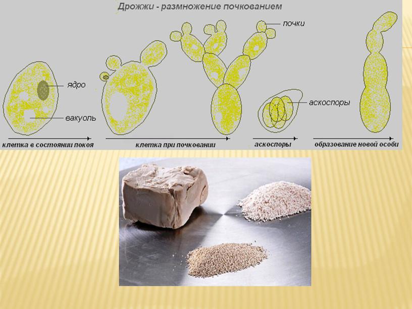 Презентация Микробиология хлебопекарное производство
