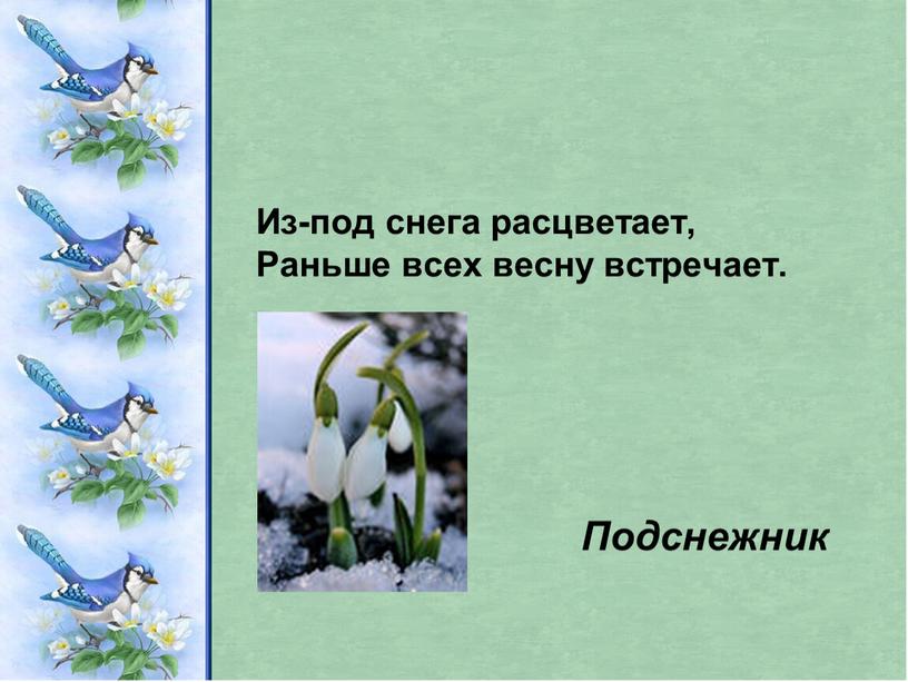 Из-под снега расцветает, Раньше всех весну встречает