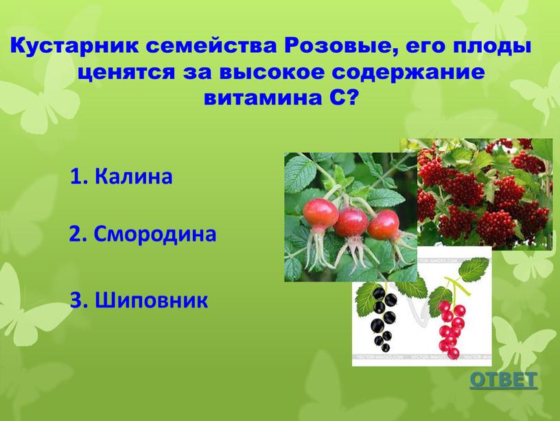 Кустарник семейства Розовые, его плоды ценятся за высокое содержание витамина