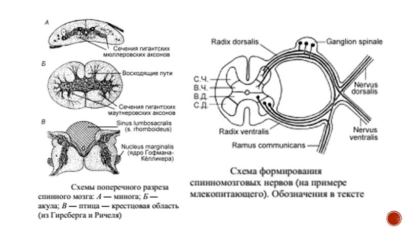 Нервная система позвоночных