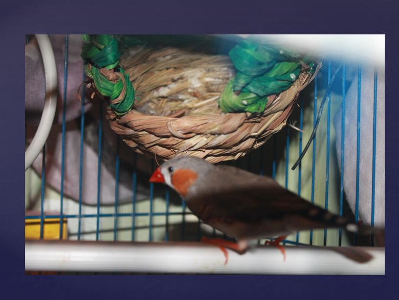 Презентация к проекту "Влияние различных факторов окружающей среды и питания  на птиц подталкивающих их к размножению в неволе"