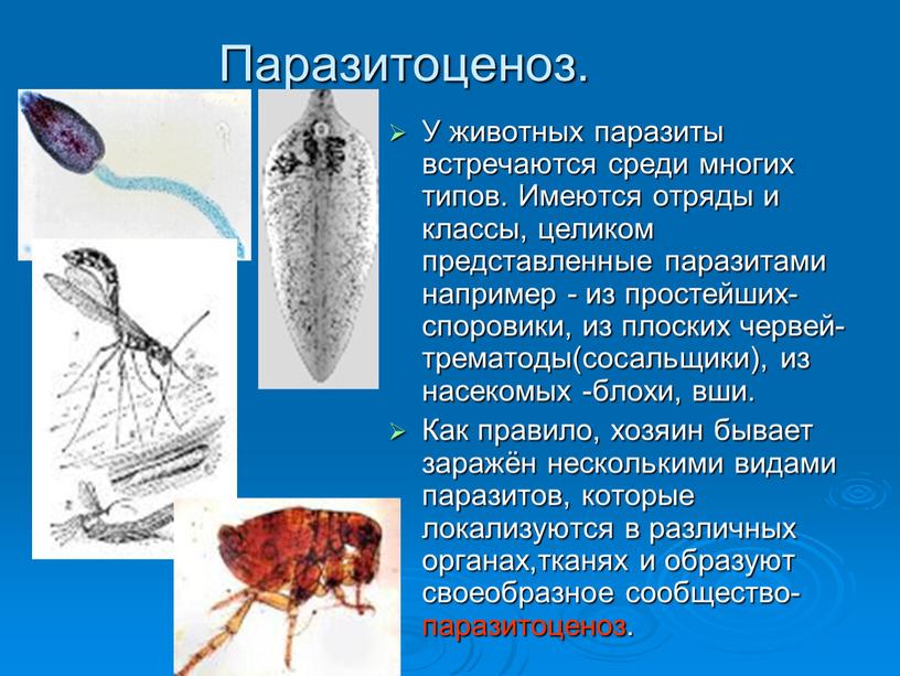 Паразитоценоз. У животных паразиты встречаются среди многих типов