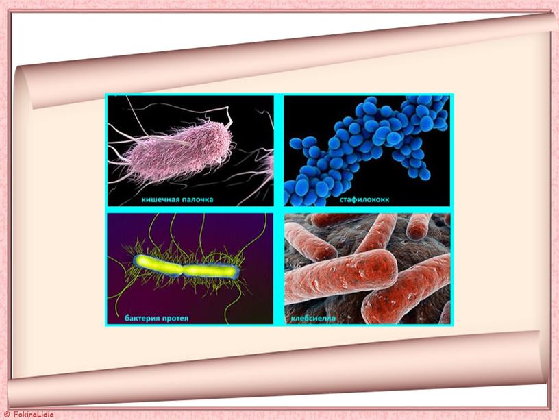 Презентация  к уроку "Бактерии"