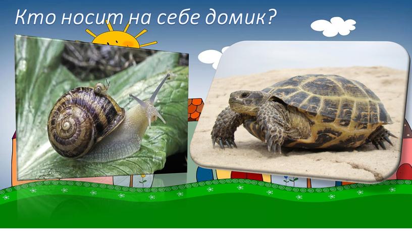 Кто носит на себе домик?