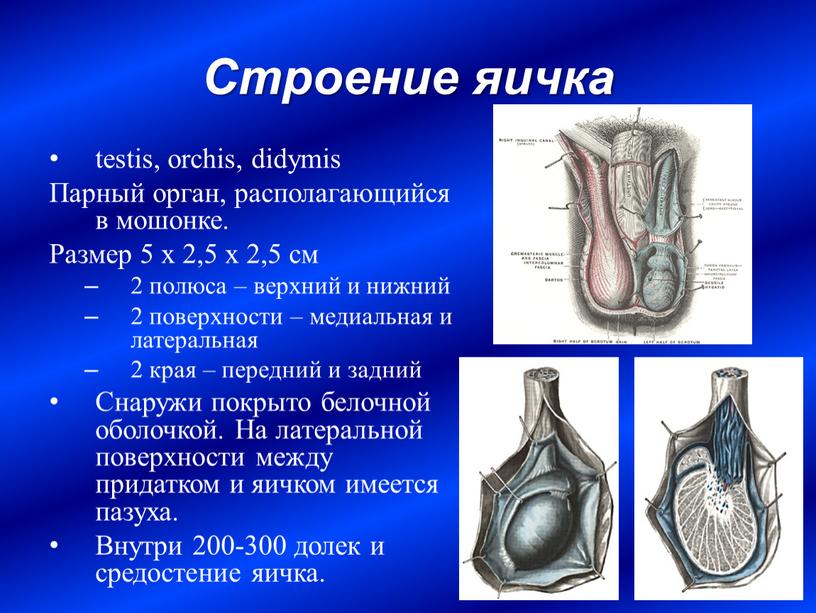 Строение яичка testis, orchis, didymis