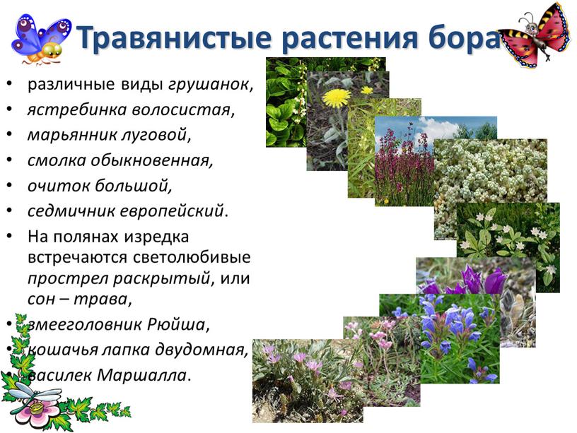 Травянистые растения бора различные виды грушанок , ястребинка волосистая , марьянник луговой , смолка обыкновенная, очиток большой, седмичник европейский