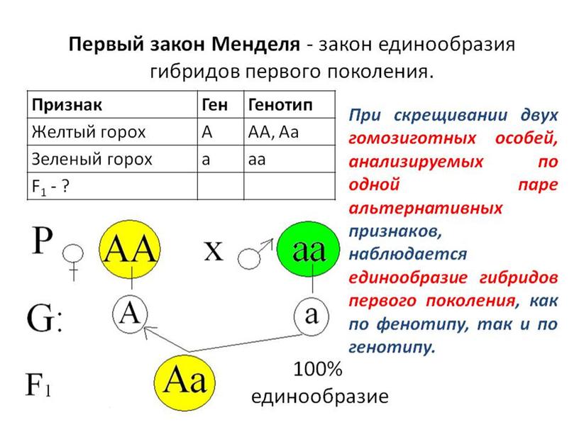 Презентация Основы генетики