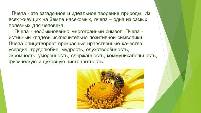 Пчела - это загадочное и идеальное творение природы