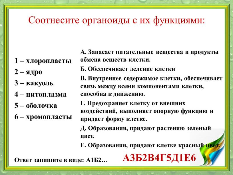 Соотнесите органоиды с их функциями: 1 – хлоропласты 2 – ядро 3 – вакуоль 4 – цитоплазма 5 – оболочка 6 – хромопласты