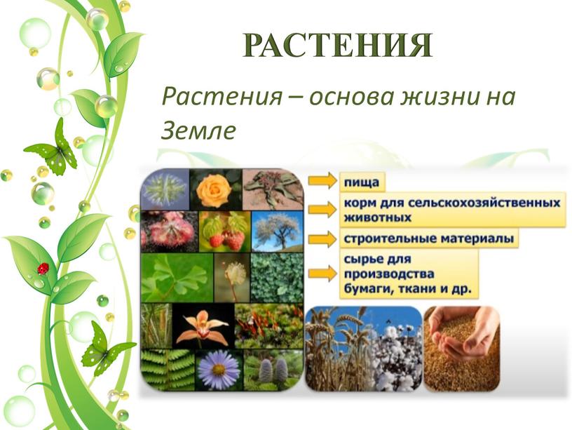 РАСТЕНИЯ Растения – основа жизни на