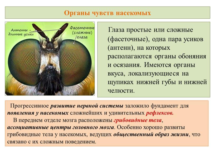 Органы чувств насекомых Глаза простые или сложные (фасеточные), одна пара усиков (антенн), на которых располагаются органы обоняния и осязания