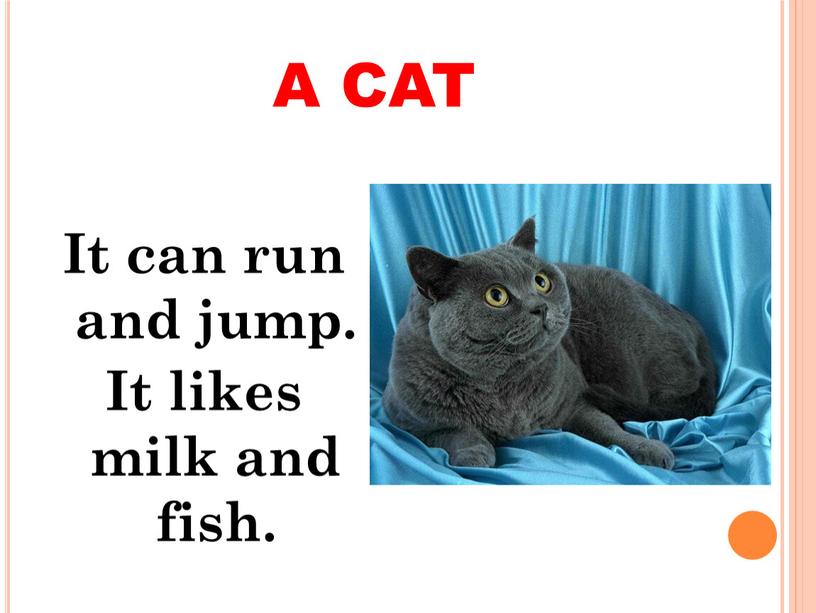 A CAT It can run and jump. It likes milk and fish