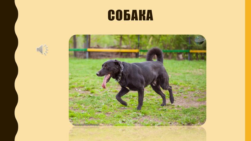 собака