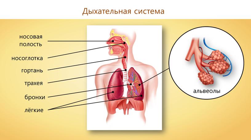 Дыхательная система носовая полость носоглотка гортань трахея бронхи альвеолы лёгкие