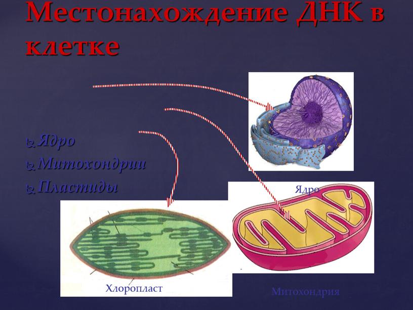 Местонахождение ДНК в клетке Ядро