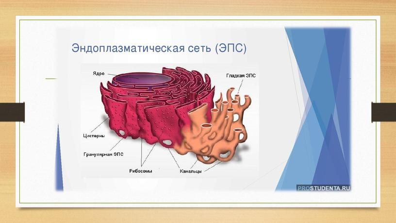 Методическая разработка урока на тему "Строение и химический состав клетки"