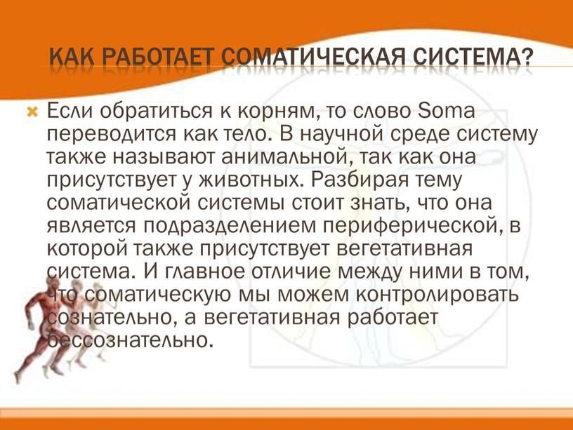 Как работает соматическая система?