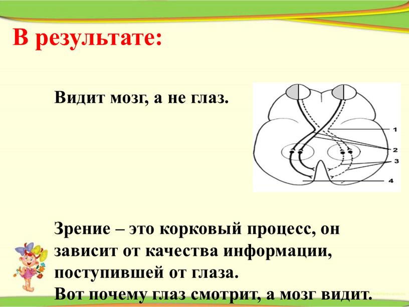 В результате: Видит мозг, а не глаз