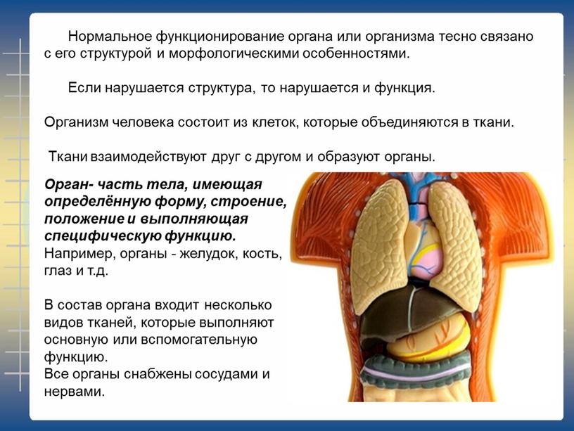 Нормальное функционирование органа или организма тесно связано с его структурой и морфологическими особенностями