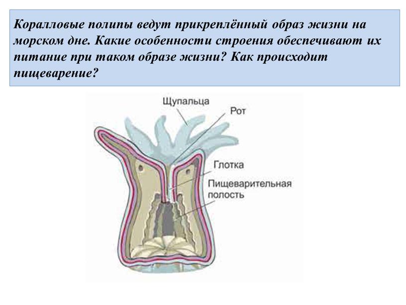 Коралловые полипы ведут прикреплённый образ жизни на морском дне