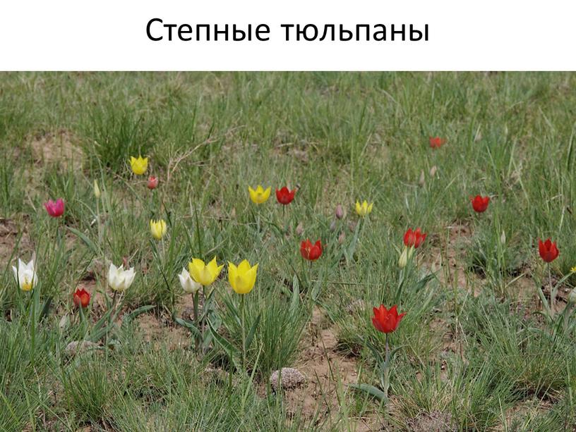 Степные тюльпаны