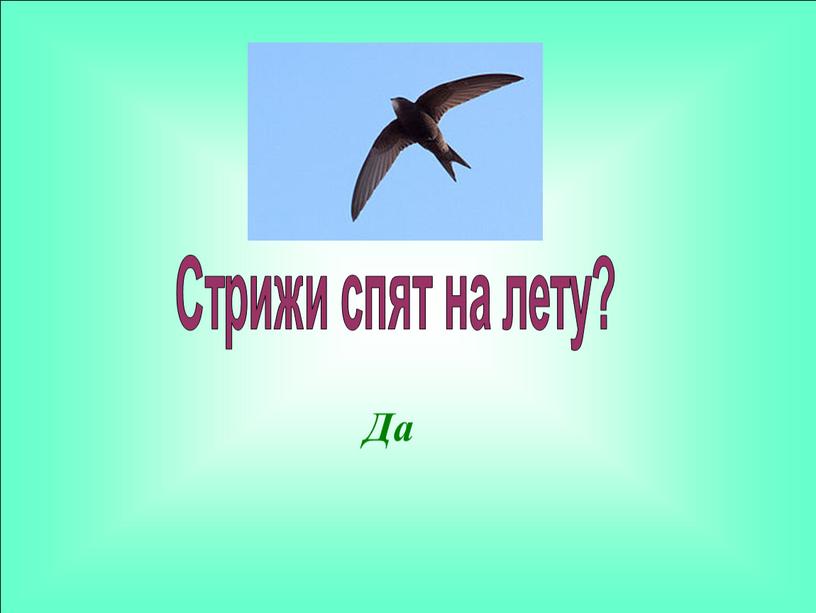 Да Стрижи спят на лету?