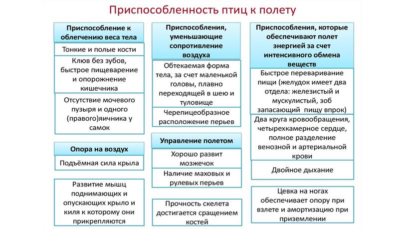 Приспособления птиц к полету: внешнее и внутреннее строение.