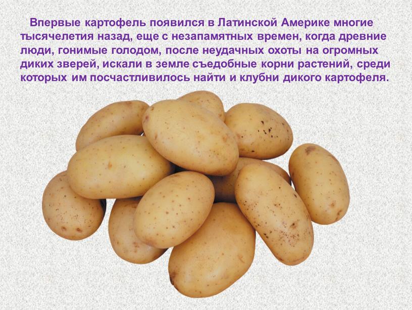 Впервые картофель появился в Латинской