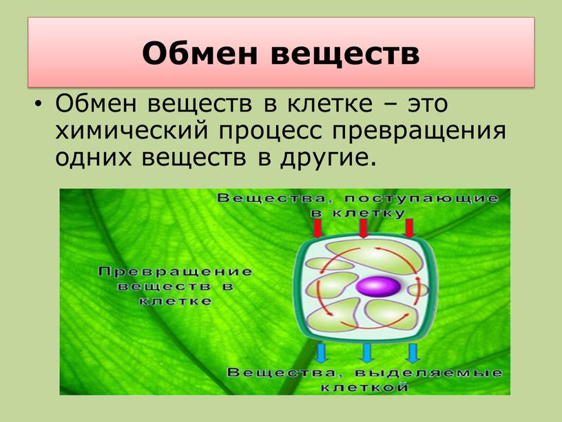 Обмен веществ Обмен веществ в клетке – это химический процесс превращения одних веществ в другие