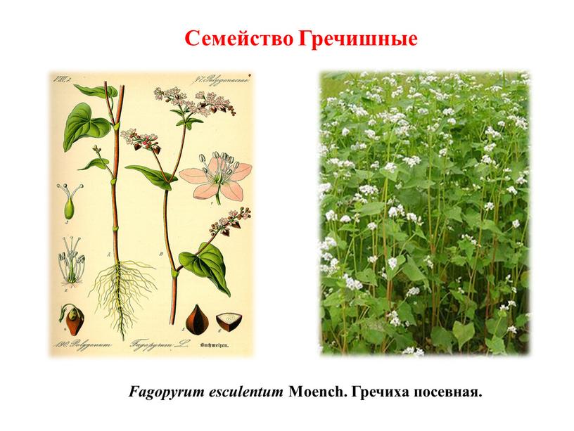 Fagopyrum esculentum Moench. Гречиха посевная