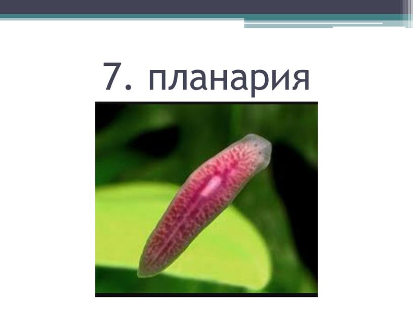 7. планария