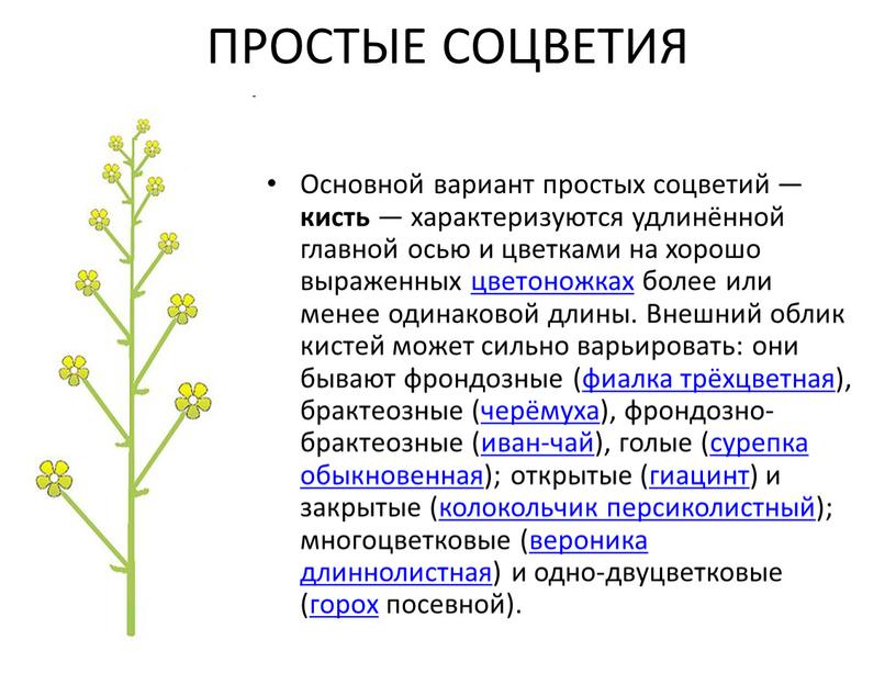 ПРОСТЫЕ СОЦВЕТИЯ Основной вариант простых соцветий — кисть — характеризуются удлинённой главной осью и цветками на хорошо выраженных цветоножках более или менее одинаковой длины