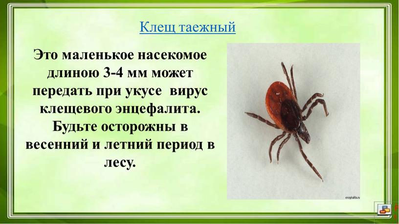 Клещ таежный Это маленькое насекомое длиною 3-4 мм может передать при укусе вирус клещевого энцефалита