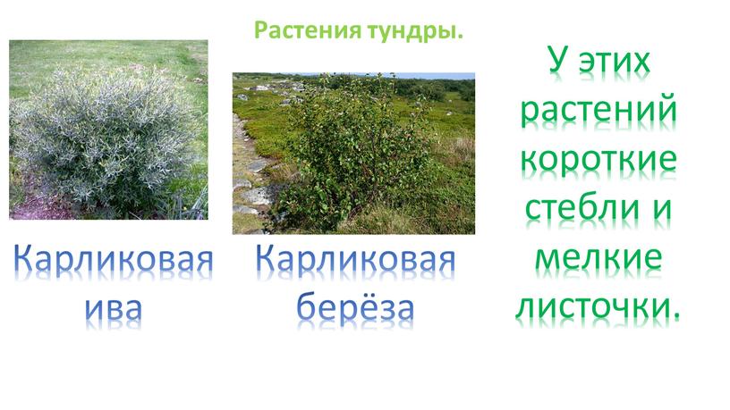 Растения тундры. Карликовая берёза