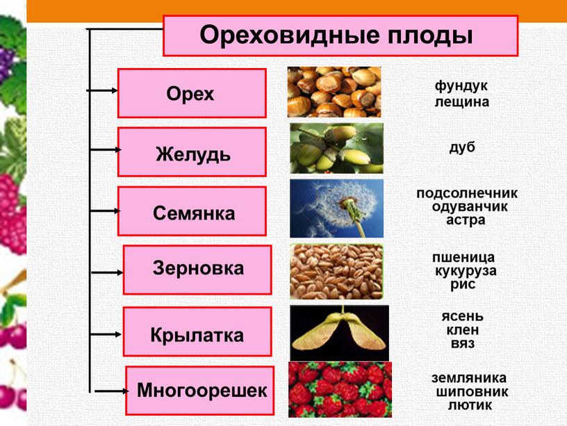 Ореховидные плоды Орех Семянка