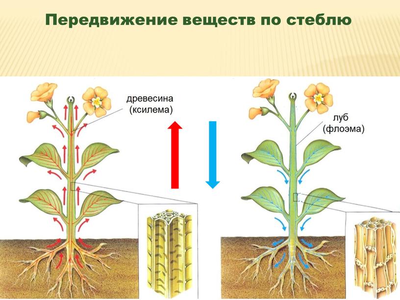 Передвижение веществ по стеблю