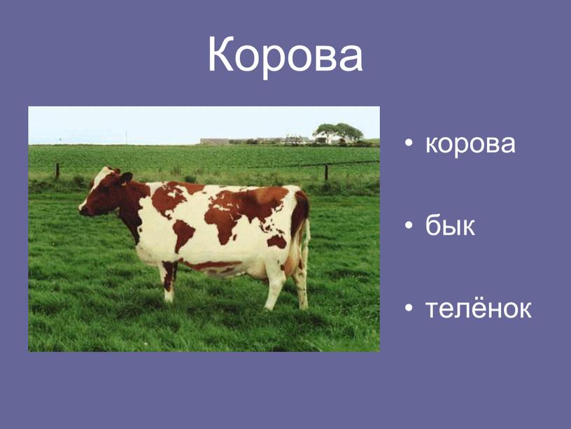Корова корова бык телёнок