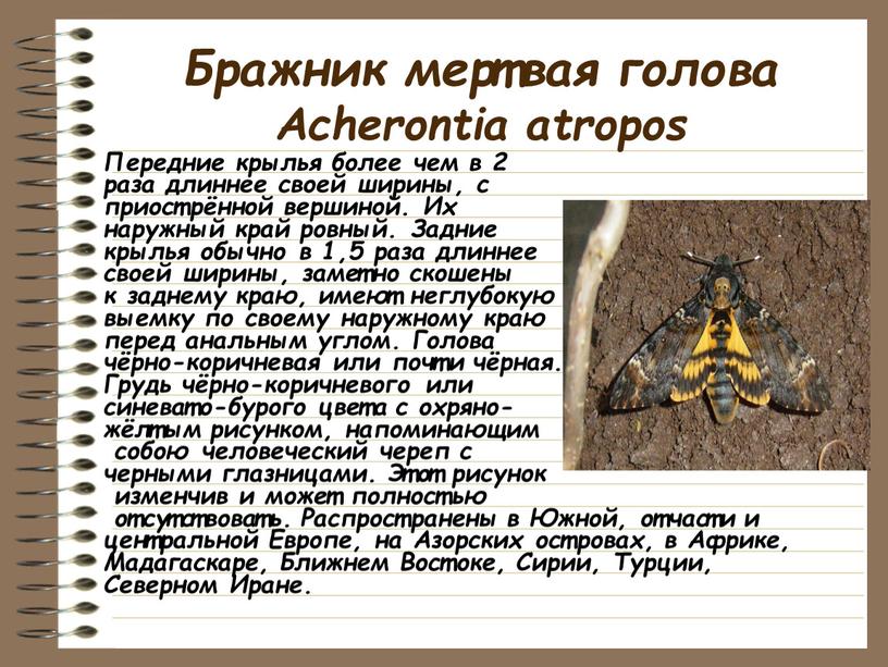 Бражник мертвая голова Acherontia atropos