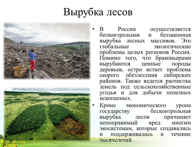 Вырубка лесов В России осуществляется бесконтрольная и беззаконная вырубка лесных массивов