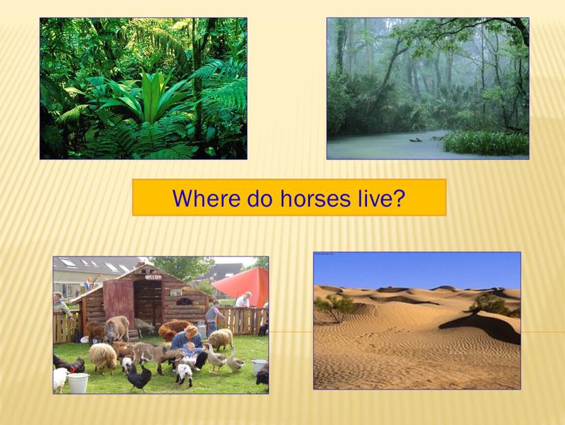 Where do horses live?