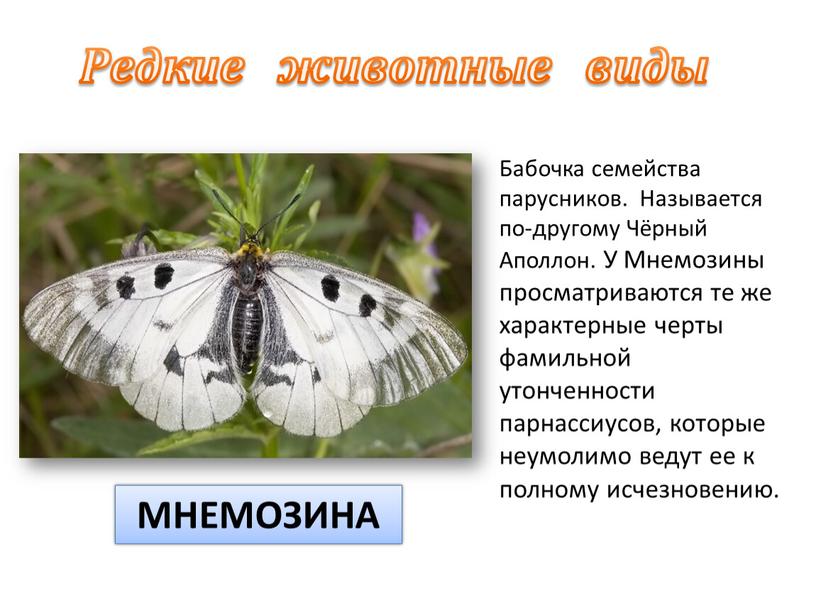 Бабочка семейства парусников.