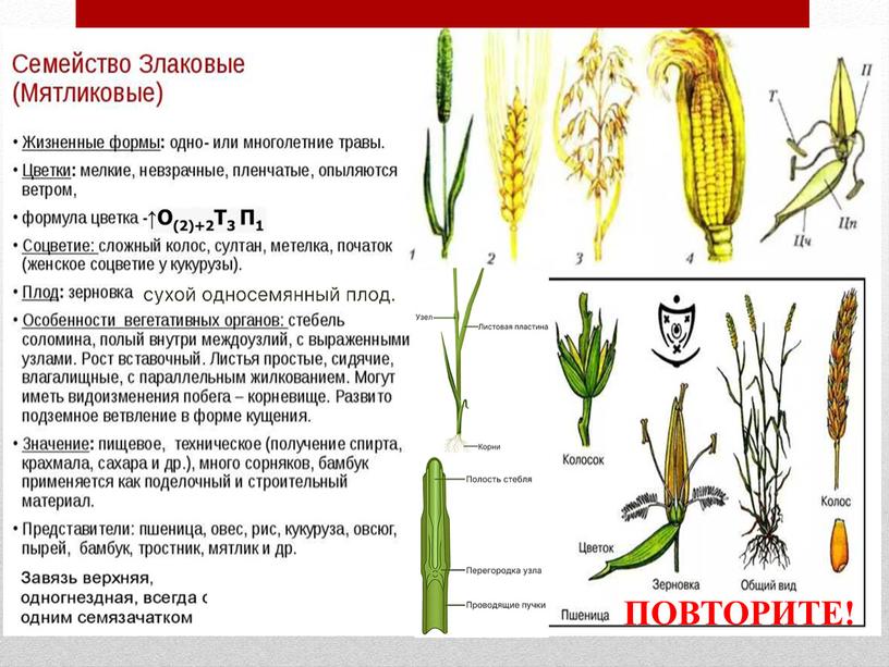 ПОВТОРИТЕ!