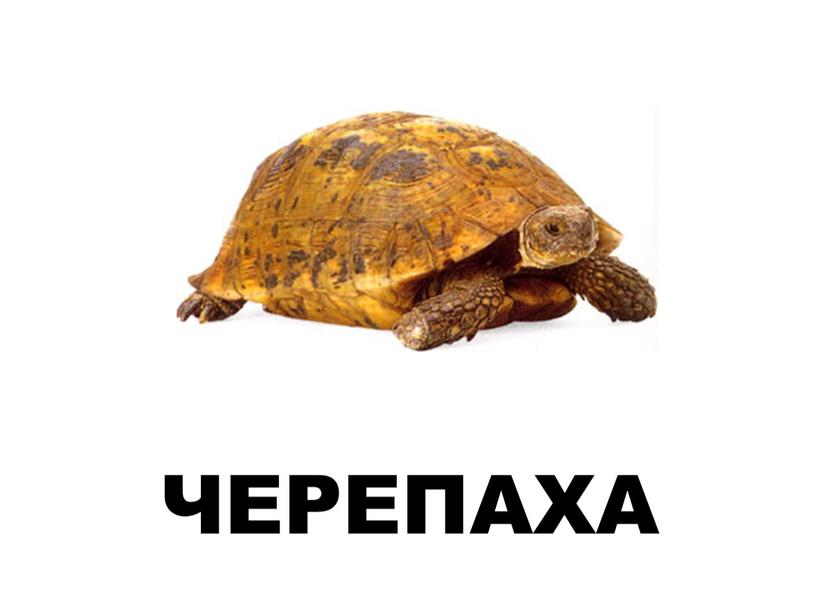 ЧЕРЕПАХА