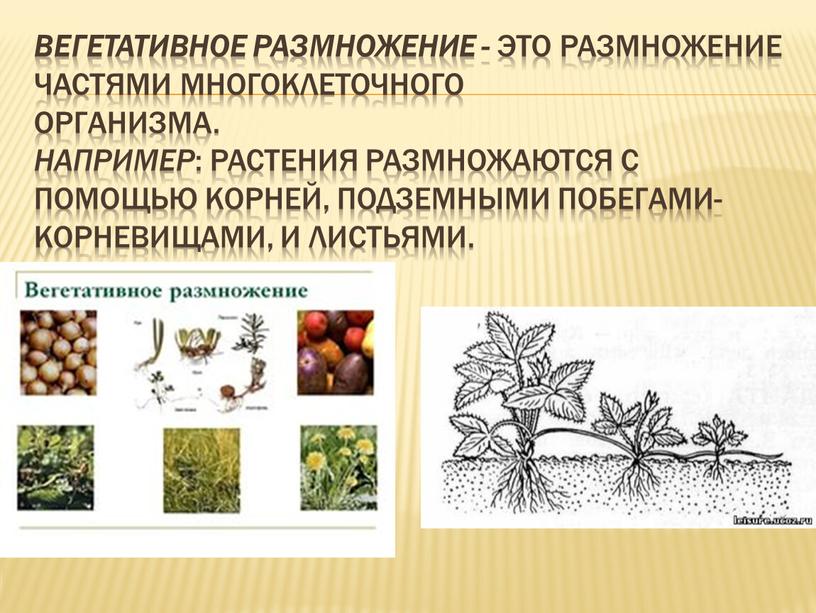 Вегетативное размножение - это размножение частями многоклеточного организма